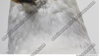 animal skin feathers seagull 0004